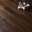 YNDE-NYC ENGINEERED WOOD FLOORING MULTIPLY  NYC PREMIUM DESIGNERS COLLECTION PUTNAM OAK OILED 190x1900mm